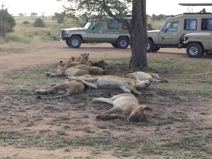 Amboseli Amboseli