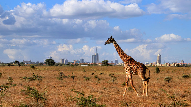 Nairobi-National-Park-700x450.jpg 2 Nairobi-National-Park-700x450.jpg 2