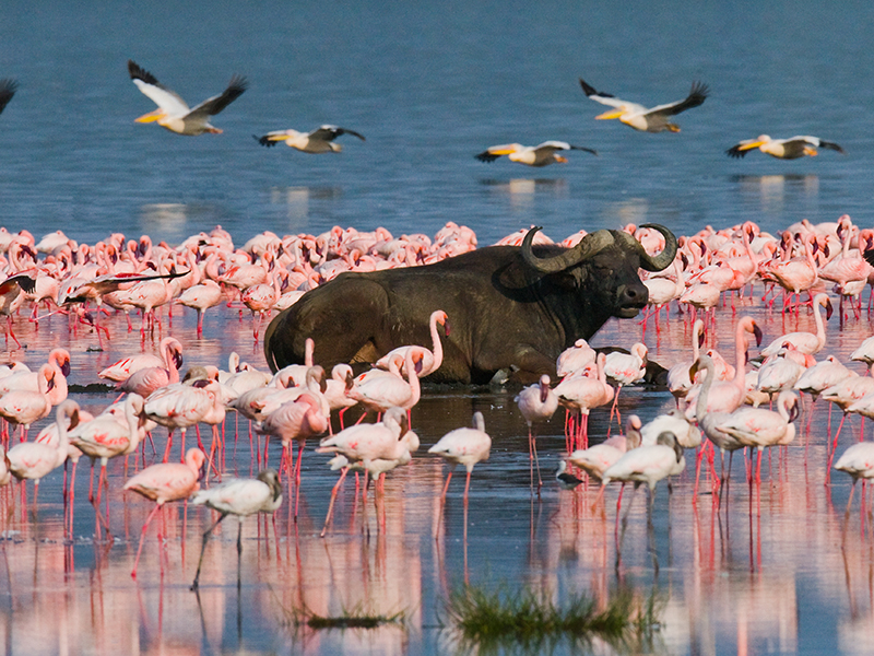 lake-nakuru 3