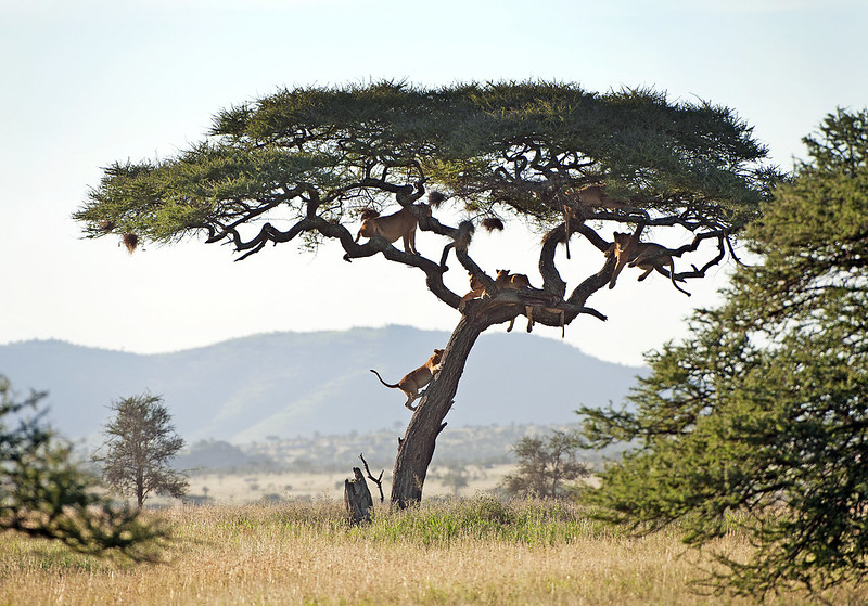 serengeti 2