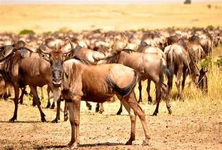 serengeti wildebeest