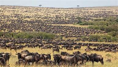 serengeti wildebeest.jpg1