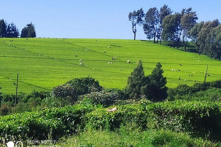 Karuguru Coffee plantation