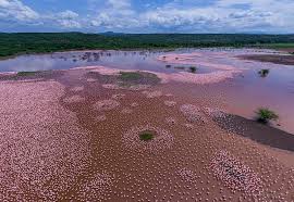 Lake Bogoria