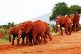 tsavo elephants